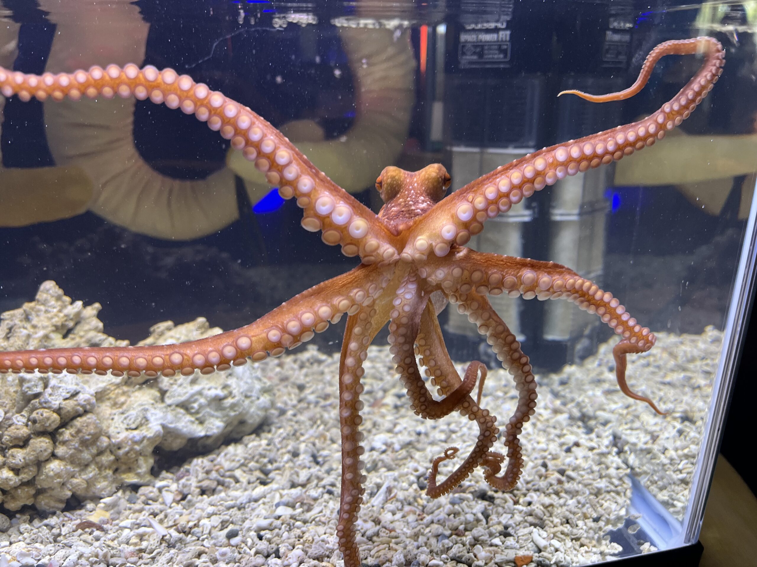 タコ